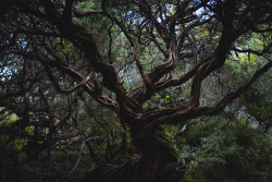 hullocolin:Wilsons Promontory, Australia