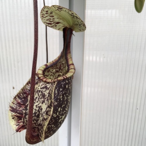 Carnivorous delights in the Botanic Gardens nursery