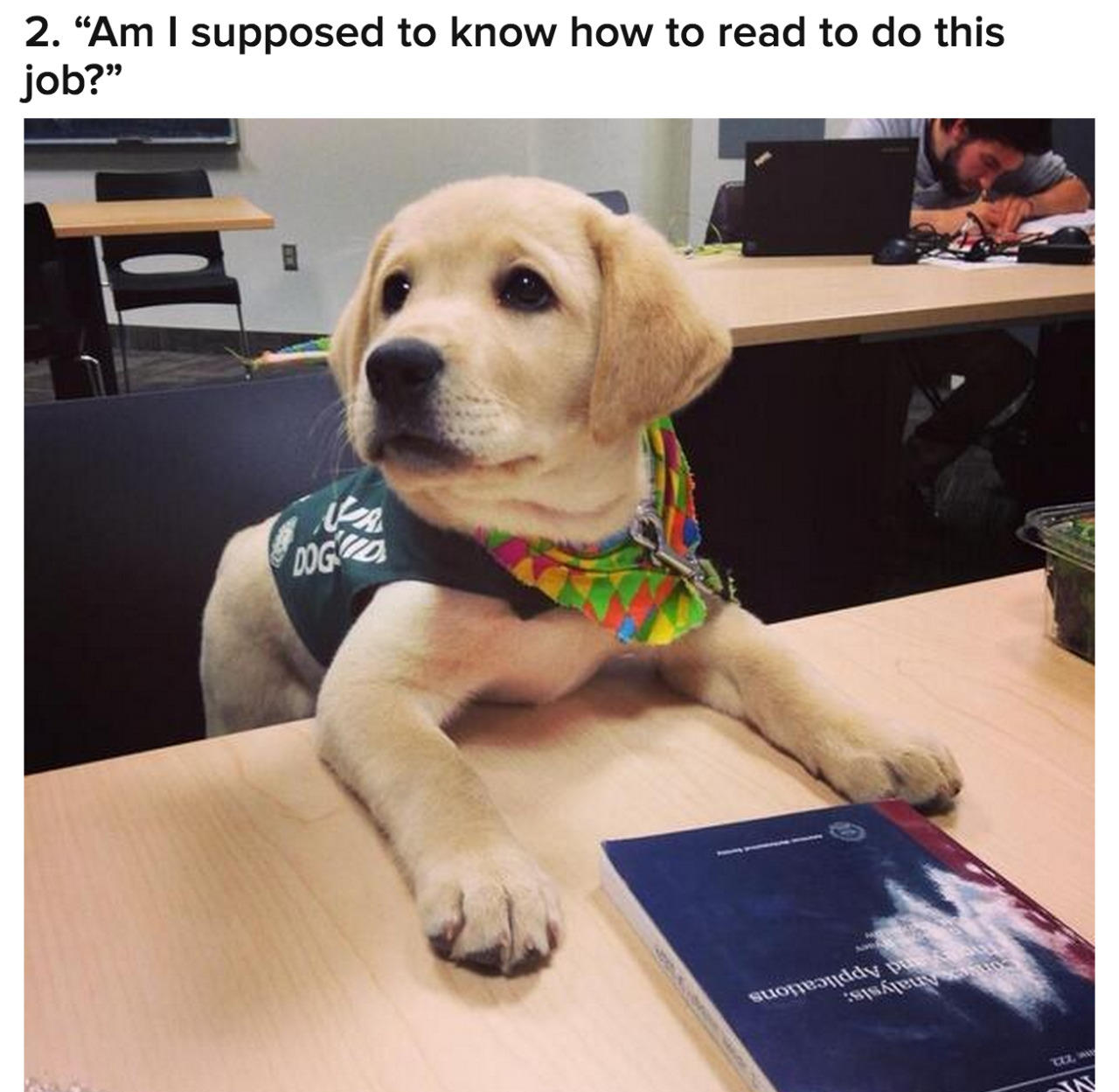 buzzfeed:  18 Adorable Puppies On Their First Day Of Work 
