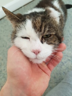 awwww-cute:  My one eared friend turns 17