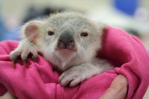 sink-the-dynasty:diaryofamanchild:magicalnaturetour:An adorable baby koala is seen enjoying a 