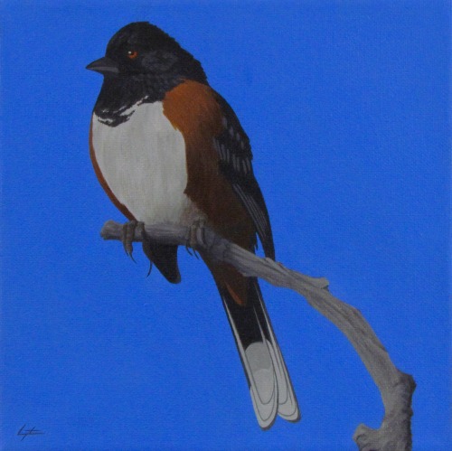 Spotted TowheeAcrylic on canvas 8x8". Charles Morgenstern, 2022. Cheyenne Mountain State Park, 