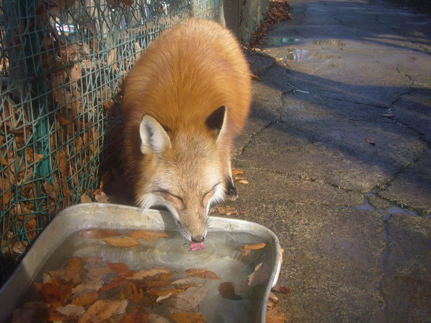 neuroxin:  sara-meow:  expeliamuswolfjackson:  red foxes at the zao fox village in