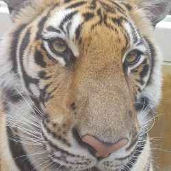 Beautiful majestic animal #tiger #tigerkingdom #phuket (Please see following post on my inst) by chloe.khan