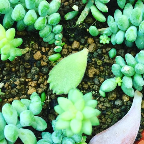 童子自行斷掌 多肉植物 多肉植物初心者 童子自行斷掌 多肉植物 多肉植物初心者