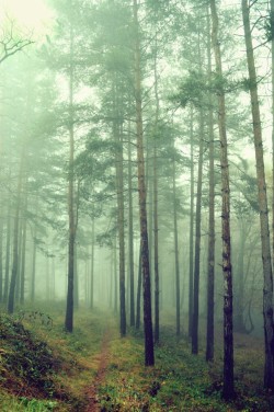 accio-forest:  Twilight by Karina Vutova 
