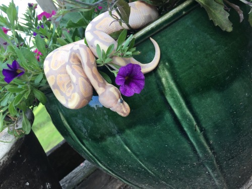 musical-sneks:She’s about to shed, but we went on an adventure for the first time