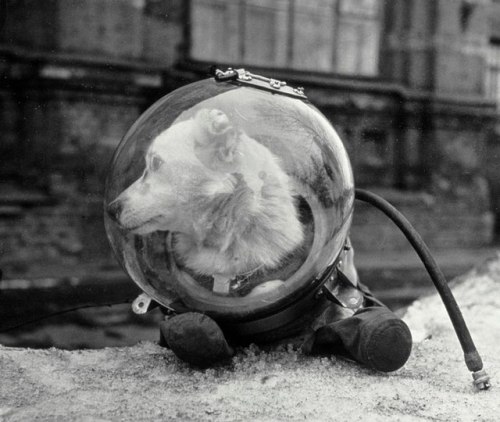 historicaltimes:Belka, a Soviet dog who went to space in the Sputnik 5. She returned to Earth safe