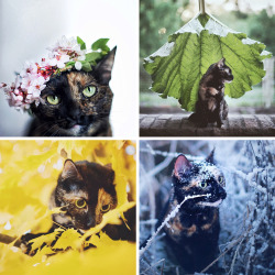 catsbeaversandducks:  boredpanda:    I Photographed My Cat Throughout The Seasons     So beautiful!