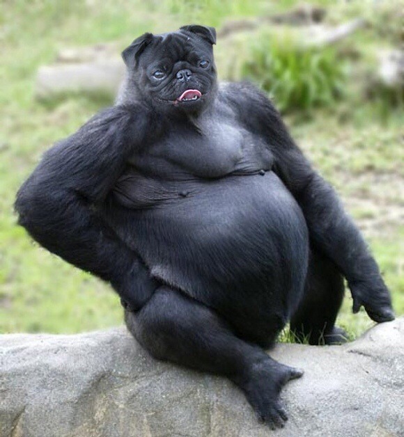 why-am-i-awake:  i-cant-decide-on-a-good-url:  omgbuglen:  Animals of a Parallel