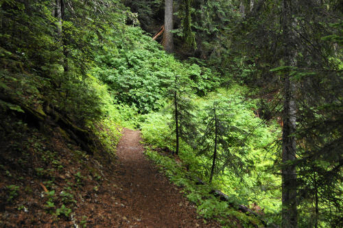 Bright open area, outside dark forest by Karl Vietnieks