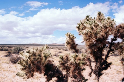 zachbradleyphotography:Into the blackwww.youtube.com/watch?v=rSycSBYHitcThe Mojave Desert