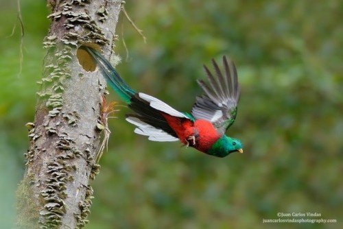 Most birds have anisodactyl toes - that is, three toes pointing forward and one pointing backward.  