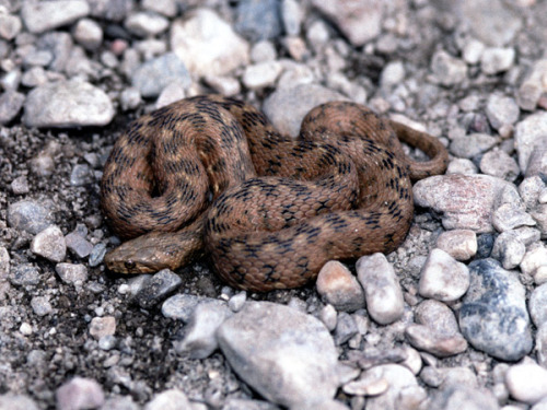 wapiti3:Natrix maura - Viperine snake  Natrix maura is a natricine water snake of the genus Natrix. 