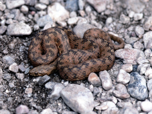 wapiti3:Natrix maura - Viperine snakeNatrix maura is a natricine water snake of the genus Natrix. 