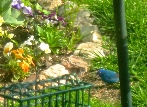 Had a visit from an indigo bunting: the bluer-than-a-bluebird bird!
