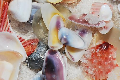 improbable-rainbows:more colorful shells by Wendy Kepko on Flickr