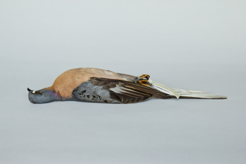 Passenger pigeon; Ectopistes migratorius; ON; Collected by H.J Baker / ROM&ldquo;The Beaty Biodivers