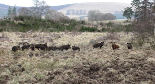 In recent months, I’ve been posting a few bits and pieces about wild hogs and the inherent con