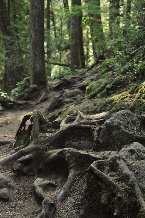 matchbox-mouse: Tangled roots and blinding sunlight. Gorgeous day for a hike in Cypress Falls, BC.