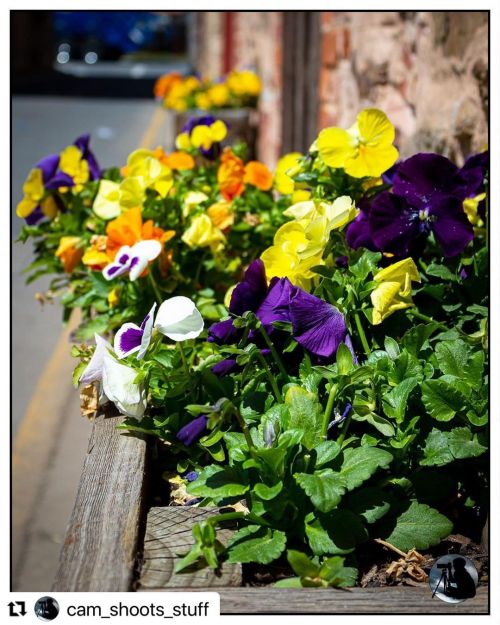 #Repost @cam_shoots_stuff with @make_repost ・・・ PORT POSIES: pansies grace the window box of one of 