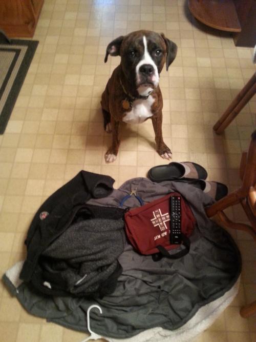 awwww-cute:  Jax makes piles of my stuff while I’m at work 