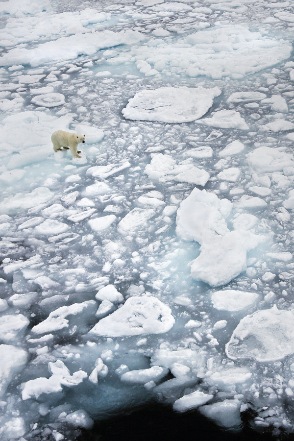 wolverxne:  Polar Bear on Ice, North of Spitsbergen (Svalbard) ~ by: Annete Holmberg