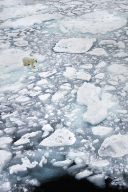 porcvpine:  polar bear on ice by (pilapix) 