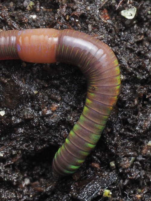 Lumbricus Castaneus May Be One Of My Favorite Local Earthworm Species For Its Small Size, Active Nature,