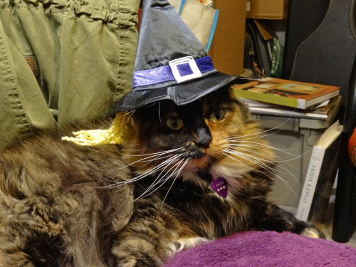 tortie cat, Macchiato, the littlest witch! (Submitted by desertinyourface)