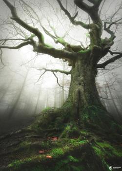 amazinglybeautifulphotography:  Witch of nature, the Netherlands [900x1262] [OC] - Robvisserphotography