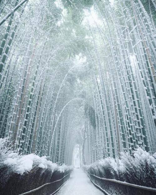 japanpix:  This path of frozen bamboo