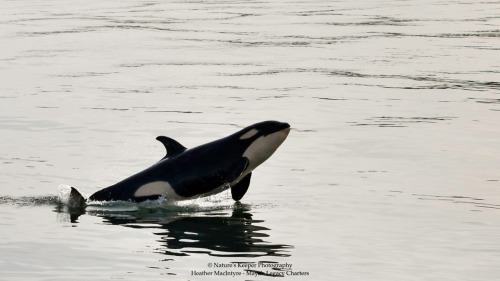 arlluk: Holy shit, I think J50 is trying to sprout wings and fly away!! Photos by Nature’s Keeper Ph