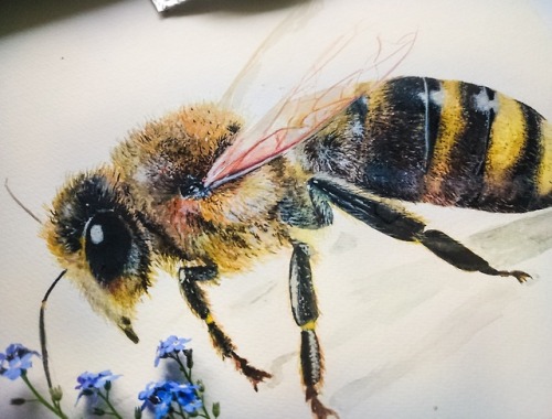 8x10′’ Original Watercolor Honeybee Painting