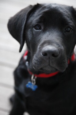 So, I&rsquo;ve decided that whenever I have a place of my own, with a yard, I&rsquo;m going to get a black lab puppy. His name will be Cooper. This isn&rsquo;t negotiable.