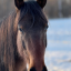 earthshine-equestrian