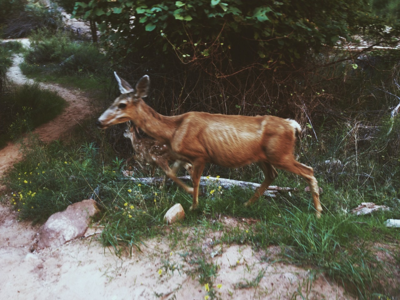 grumpygrizzlies:  Zion National Park in Utah   Been there
