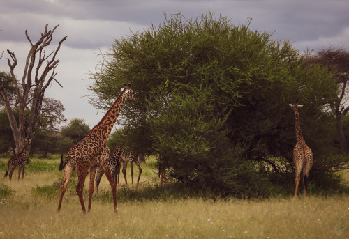 Beauty and grace in an African landscape.