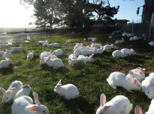 melisica:These bunnies were rescued from a rabbit farm. Okay this is cool I love rabbits and all but