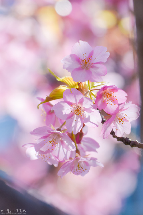 days-photo-diary:月初めに咲き始めた近所の河津桜、ぼちぼち満開のようです。 #桜 #河津桜 #桜咲いた #自然 #東京 #写真 #写真好きな人と繋がりたい #早春