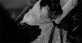 mymadnesswon:Horace and I will spend an agreeable evening in our lodgings - eating jellies. What?  Y