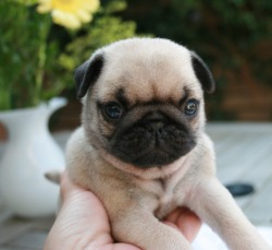 Pugs = drugs