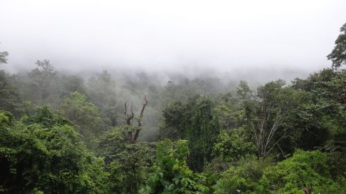 java-jungle:kiwi-tropicali:canipel:A jungle morning.Pictures by: Shot By Canipel & Instagramblue