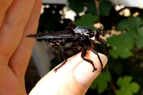 mmmskulljuice:bogleech:realmonstrosities:The Giant Blue Robber Fly (Blepharotes spendidissimus