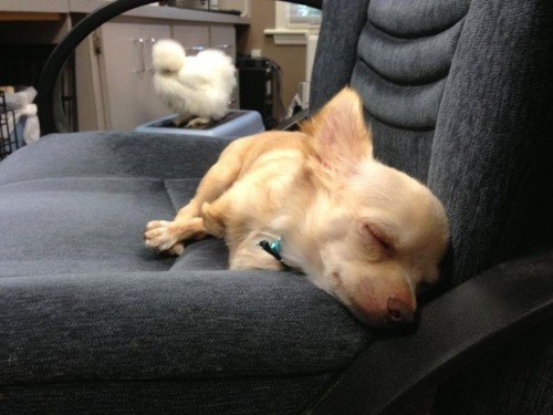 sad-herbivore:  In case you’re having a bad day, meet Roo, the two-legged chihuahua, and Penny, the fluffy chicken, who just happen to be best friends. Both were rescued by Duluth Animal Hospital and now spend their days together. 
