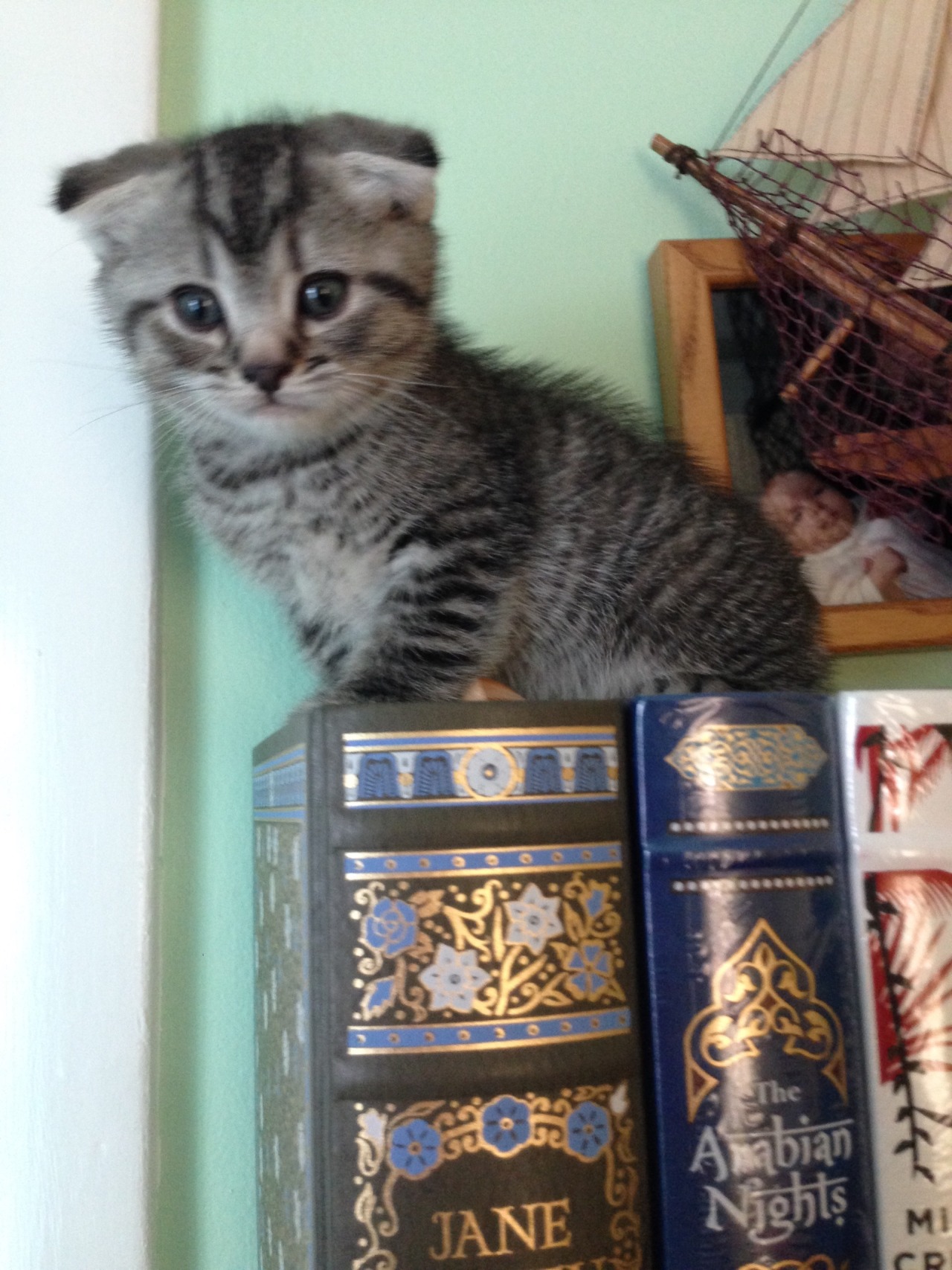 bookphile:  Me: Mom, send me pictures of kittens with the books, so I can put them