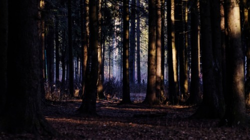 ancientdelirium: (via dark forest by Владимир Котрохов / 500px)