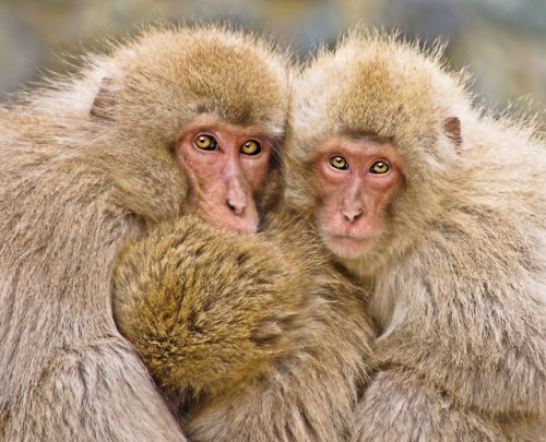 Fonte www.pocketfullofgrace.com 1632718-japanese-macaque__2Posted tinamotta.tumblr.com
