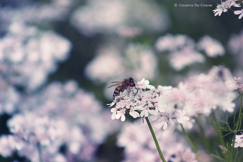 conserva-tus-colores:  Adoro las abejas, excepto cuando me pican. on Flickr. 