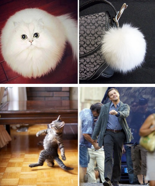 daredreemer: tastefullyoffensive: Cats Who Look Like Other Things [boredpanda]Previously: Dogs 